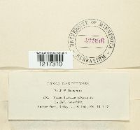 Valsa salicina image