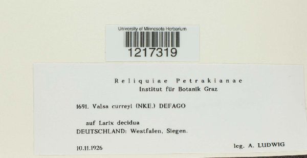 Leucostoma curreyi image