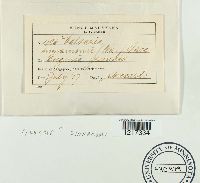 Valsaria rubricosa image