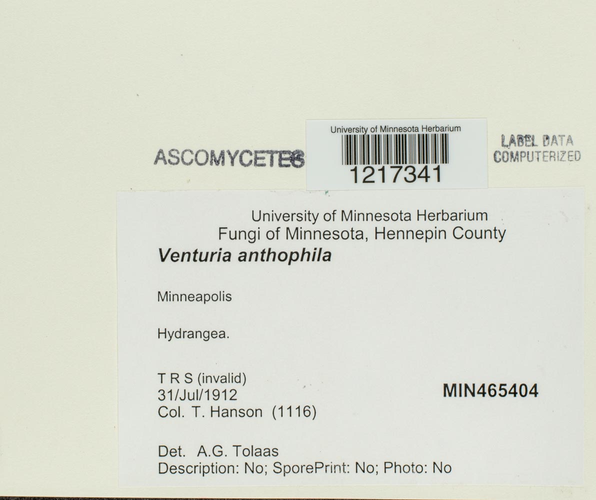 Venturia anthophila image