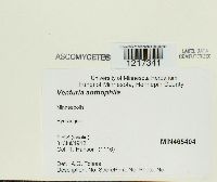 Image of Venturia anthophila