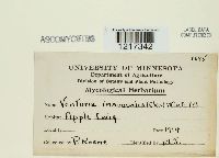 Venturia inaequalis image