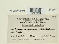 Venturia inaequalis image