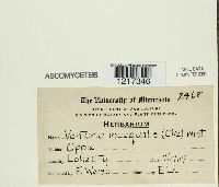 Venturia inaequalis image