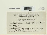 Venturia inaequalis image