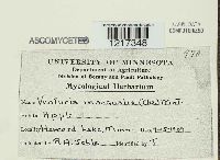 Venturia inaequalis image