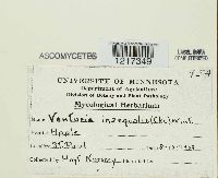 Venturia inaequalis image