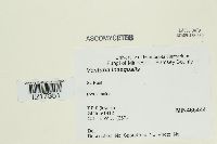 Venturia inaequalis image