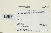 Venturia inaequalis image