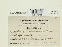 Venturia inaequalis image