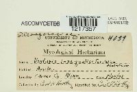 Venturia inaequalis image