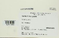 Venturia inaequalis image