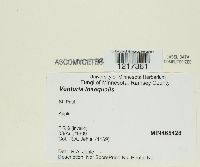 Venturia inaequalis image