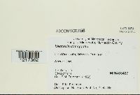 Venturia inaequalis image