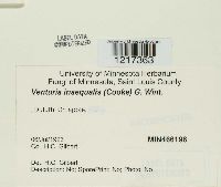 Venturia inaequalis image