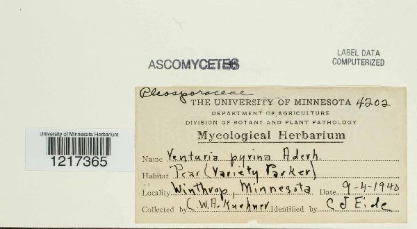 Venturia pyrina image