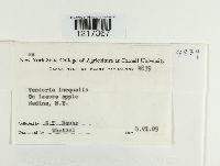 Venturia inaequalis image