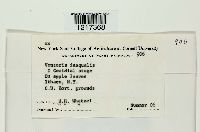 Venturia inaequalis image