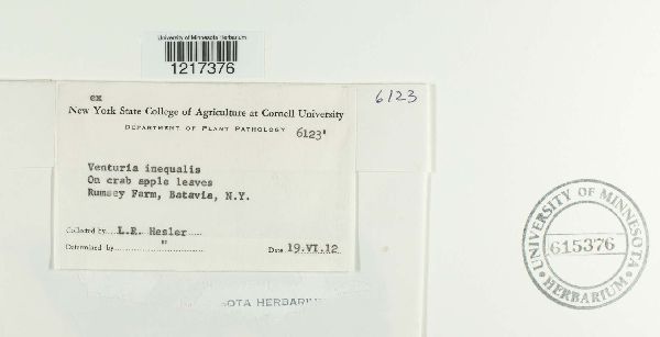 Venturia inaequalis image