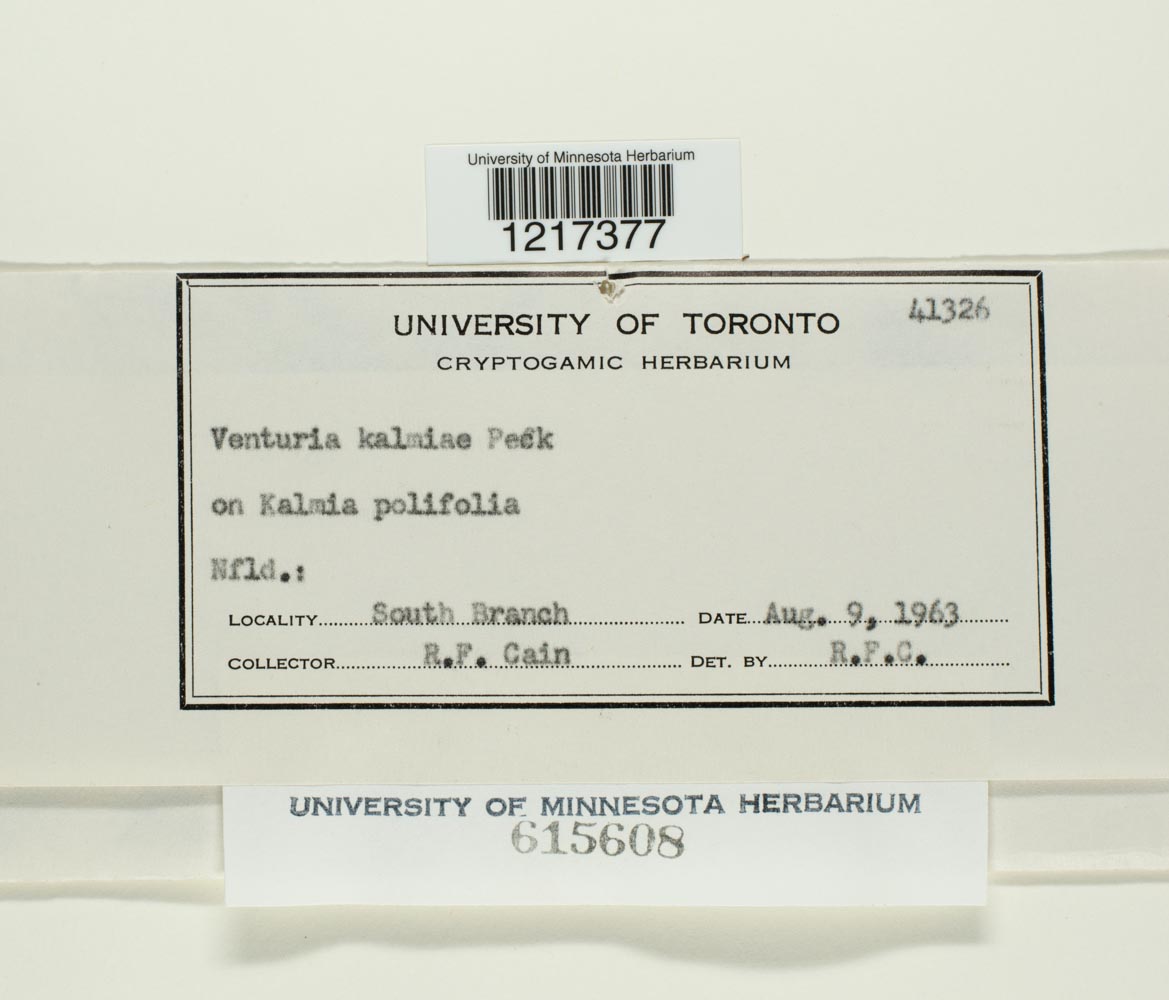 Venturia kalmiae image