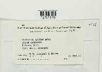 Venturia pyrina image