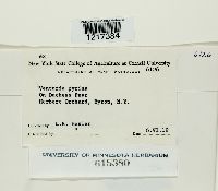 Venturia pyrina image