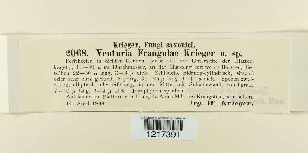 Venturia frangulae image