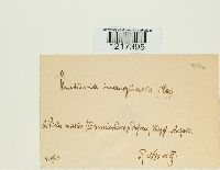 Venturia inaequalis image