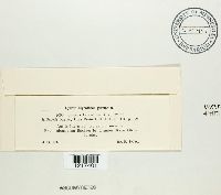 Venturia potentillae image