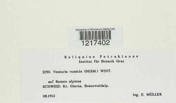 Venturia rumicis image