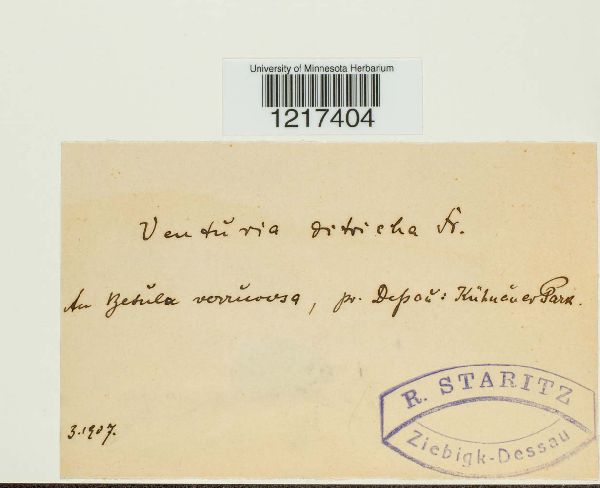 Venturia ditricha image