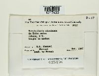 Colletotrichum circinans image