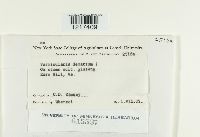 Colletotrichum dematium image