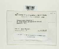 Colletotrichum dematium image