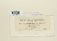 Colletotrichum dematium image