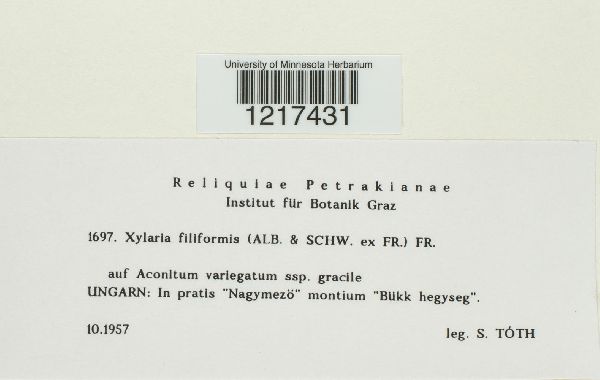 Xylaria filiformis image