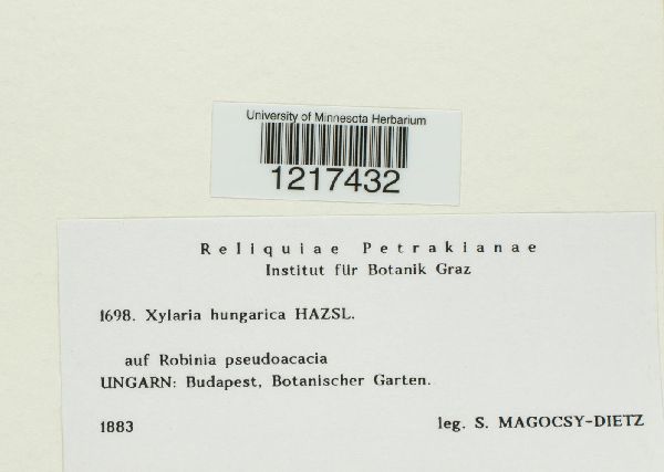 Xylaria hungarica image