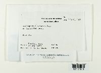 Graphiopsis chlorocephala image