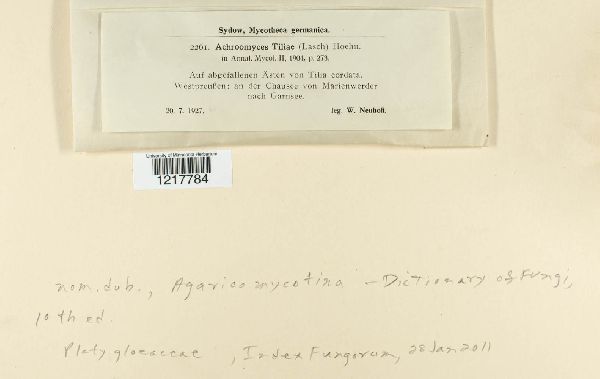 Achroomyces tiliae image