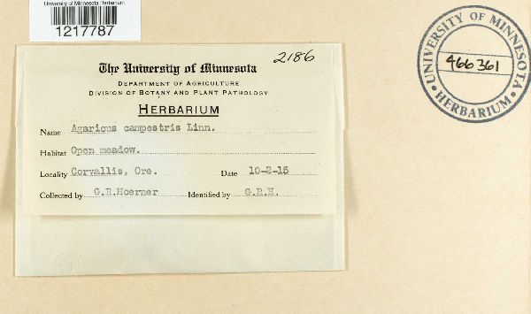 Agaricus campestris image