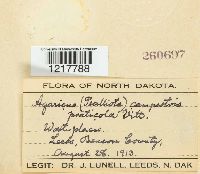 Agaricus campestris image