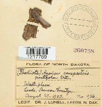 Agaricus campestris image