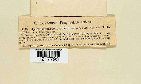 Agaricus fulvaster image