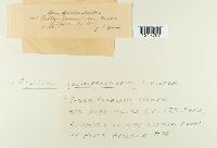 Agaricus haemorrhoidarius image