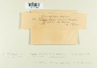 Agaricus haemorrhoidarius image