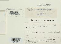 Aleurodiscus amorphus image