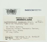 Aleurodiscus amorphus image