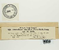 Aleurodiscus amorphus image