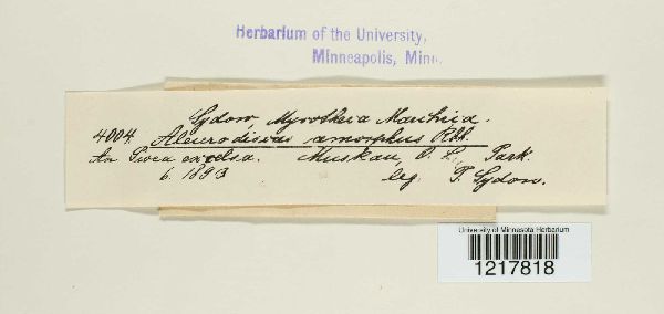 Aleurodiscus amorphus image