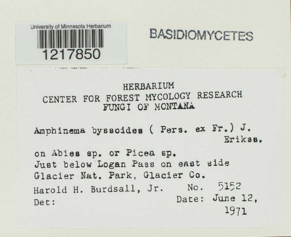 Amphinema byssoides image